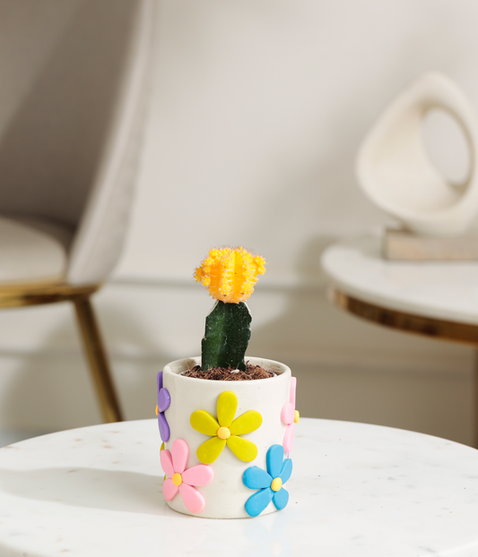 Yellow Moon Cactus