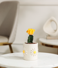Yellow Moon Cactus