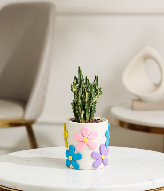 Fairy Castle Cactus