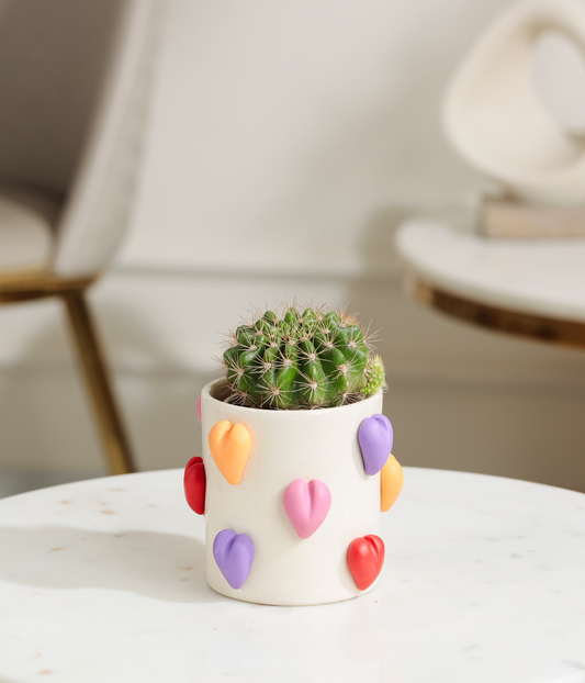 Golden Barrel Cactus