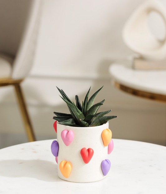 Fasciated Haworthia