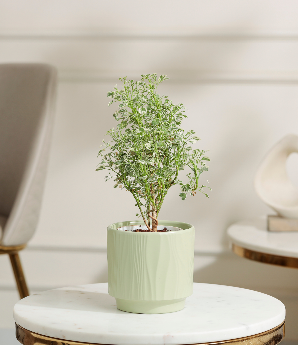 Aralia Variegated Plant