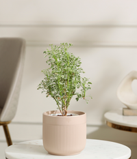 Aralia Variegated Plant