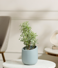 Aralia Variegated Plant