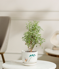 Aralia Variegated Plant