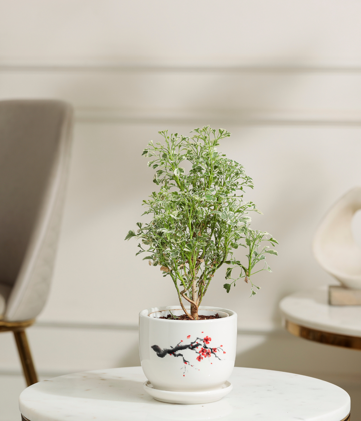 Aralia Variegated Plant