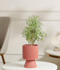 Aralia Variegated Plant