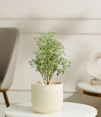 Aralia Variegated Plant