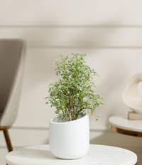 Aralia Variegated Plant