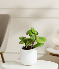 Peperomia Green Plant