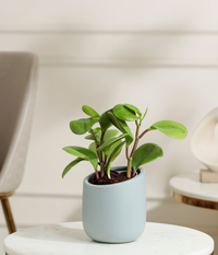 Peperomia Green Plant