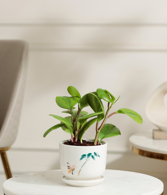 Peperomia Green Plant