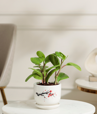 Peperomia Green Plant