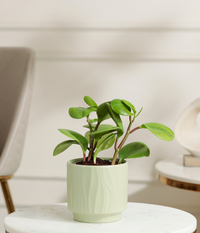 Peperomia Green Plant