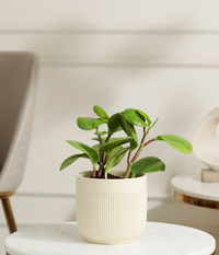 Peperomia Green Plant