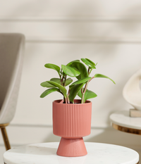 Peperomia Green Plant