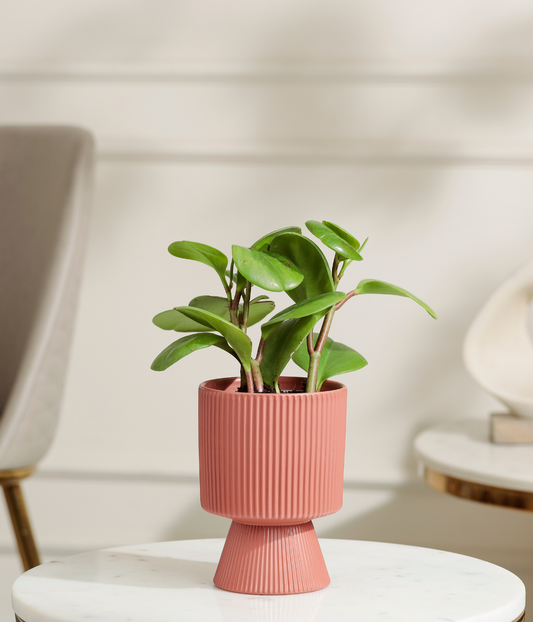 Peperomia Green Plant
