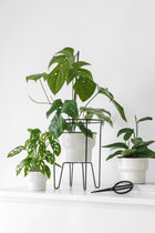 Rose Plant