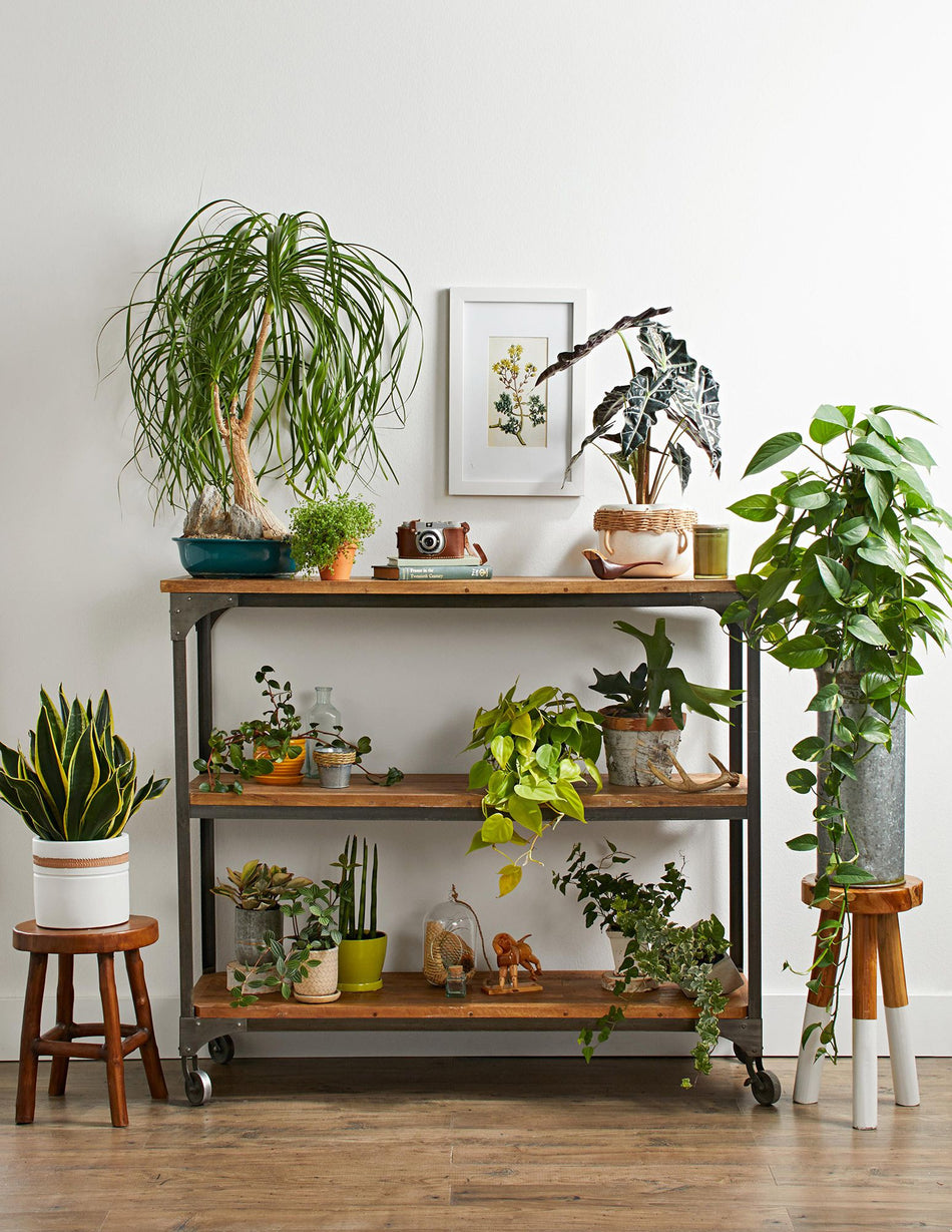 Large Plants image